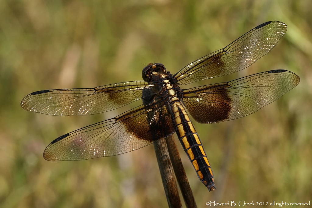 Widow Skimmer - Female