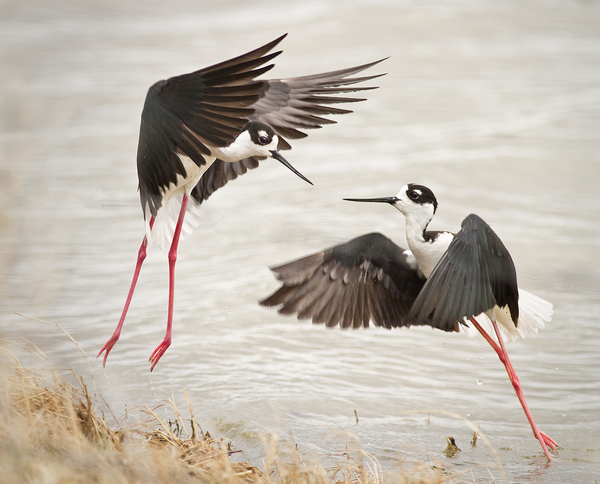 Black-necked Stilts 