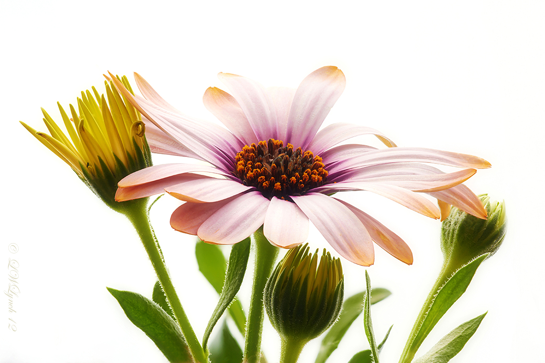 Osteospermum