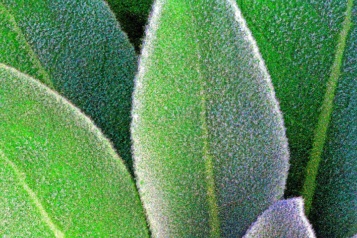 Leaves