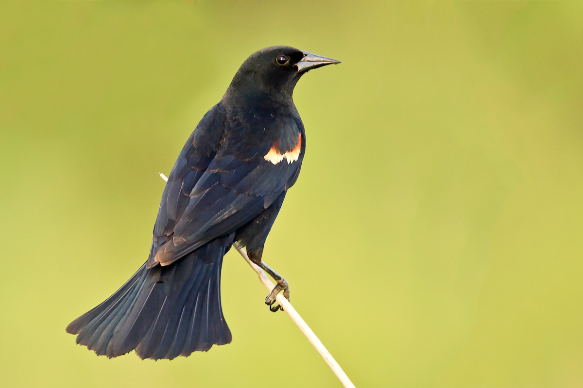 Red-winged Blackbird