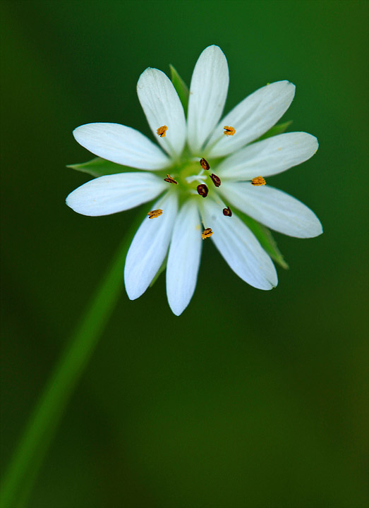 Simple beauty