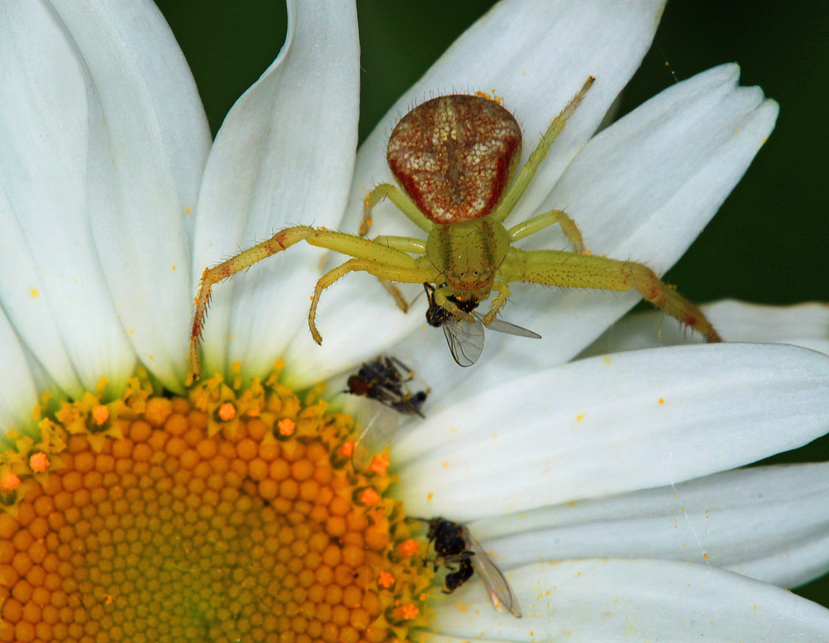 Daisy dining