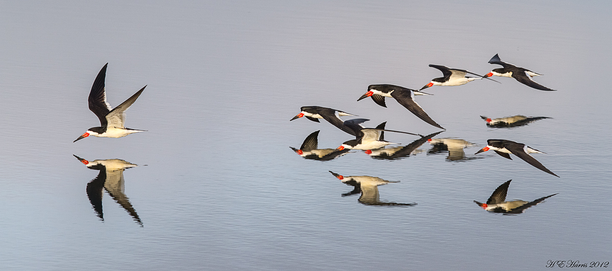 Skimmer Flyby 