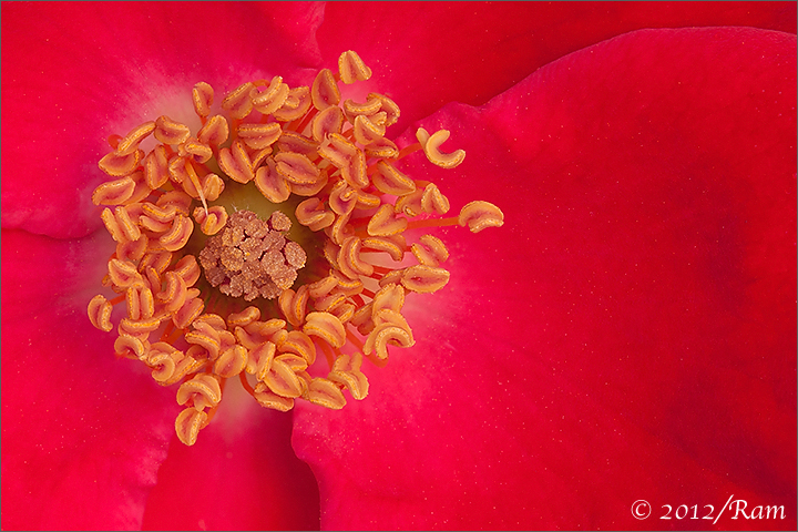 Red Rose