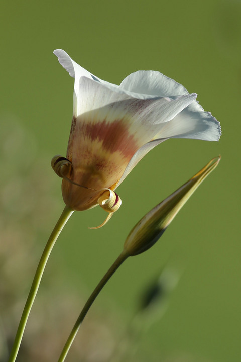 Mariposa Lily