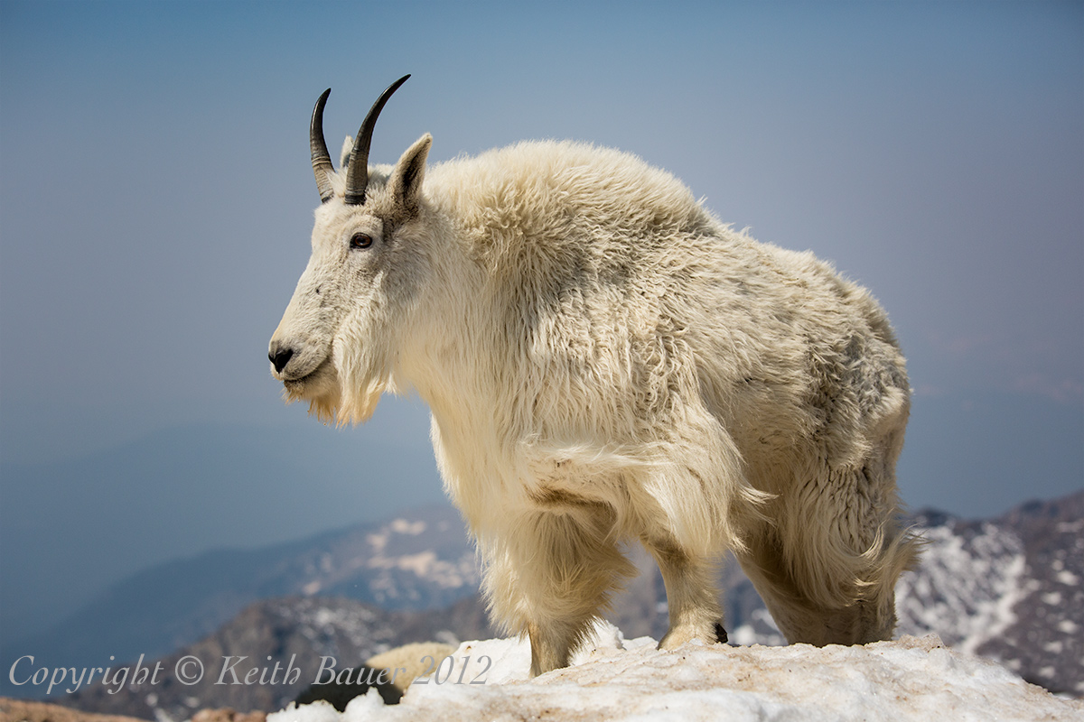 Mountain Goat