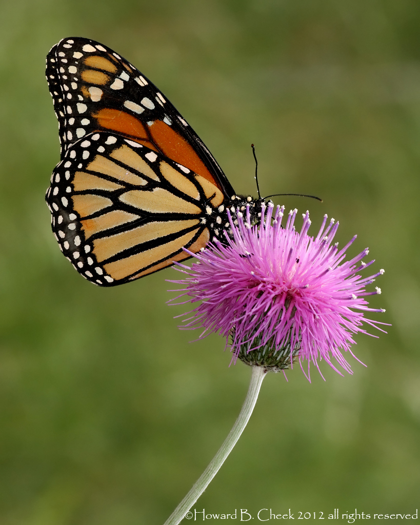 Monarch in May