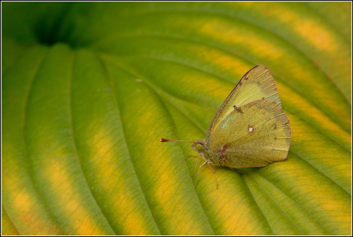 Yellow Sulphur