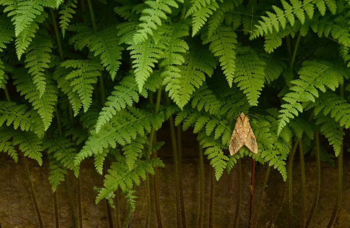 Ferns