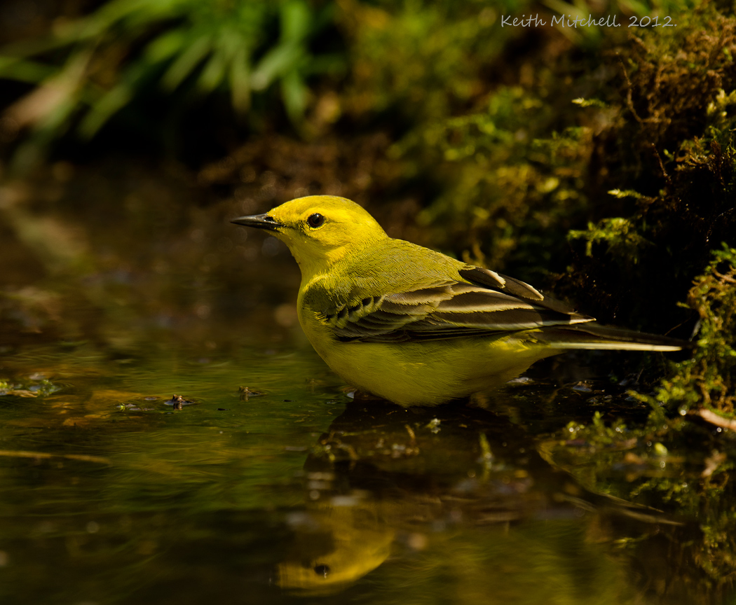 Yellow wagtail