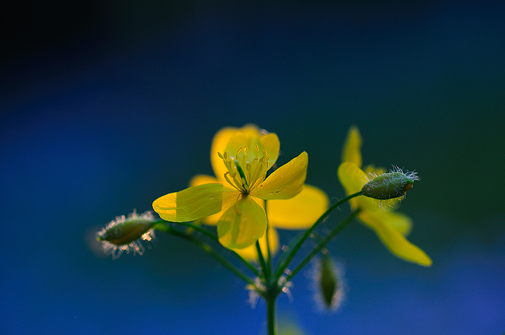 celandine