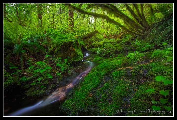 Mossy Flow...(+repost)