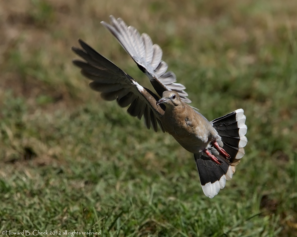 Waterhole Take-off