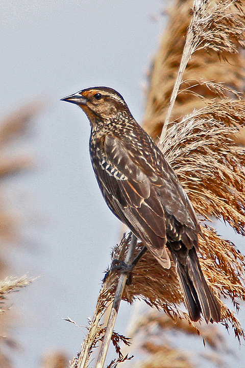 Female Redwing BB 2