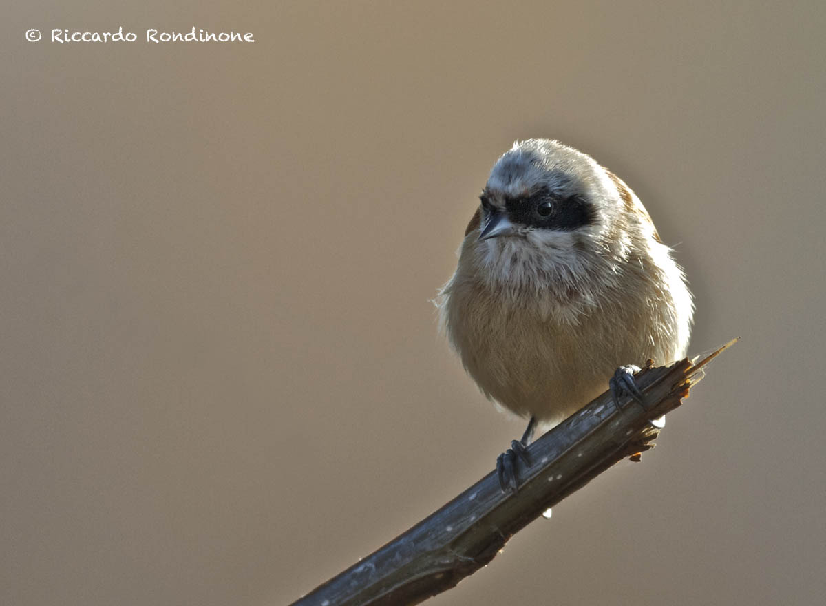 Penduline tit