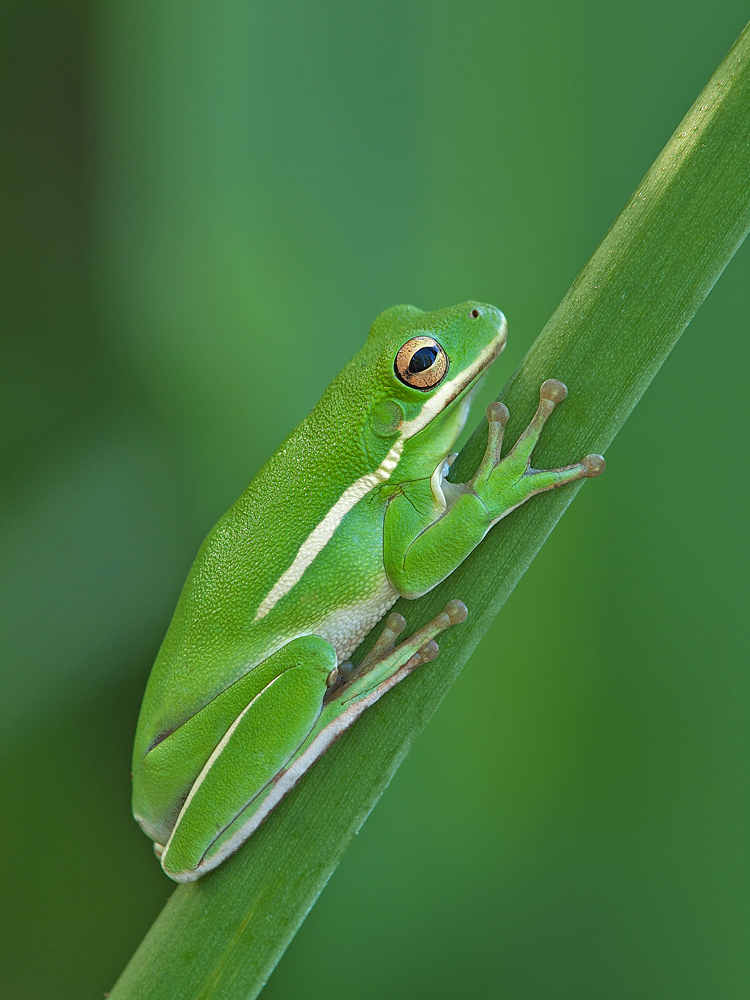 Not Easy Being Green