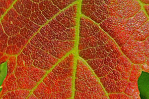 grainy leaf