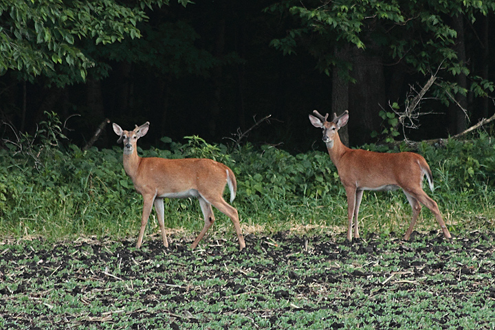 Evening deer