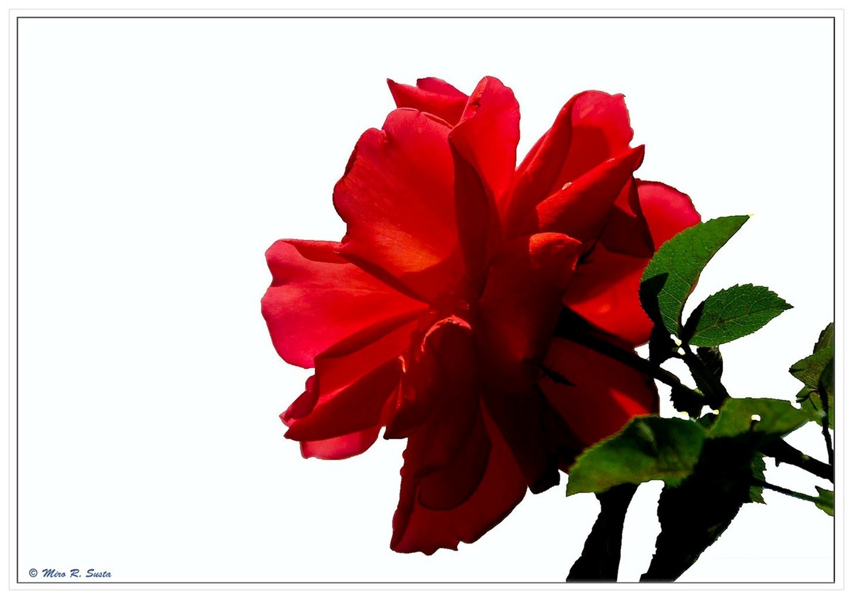Another Red Rose