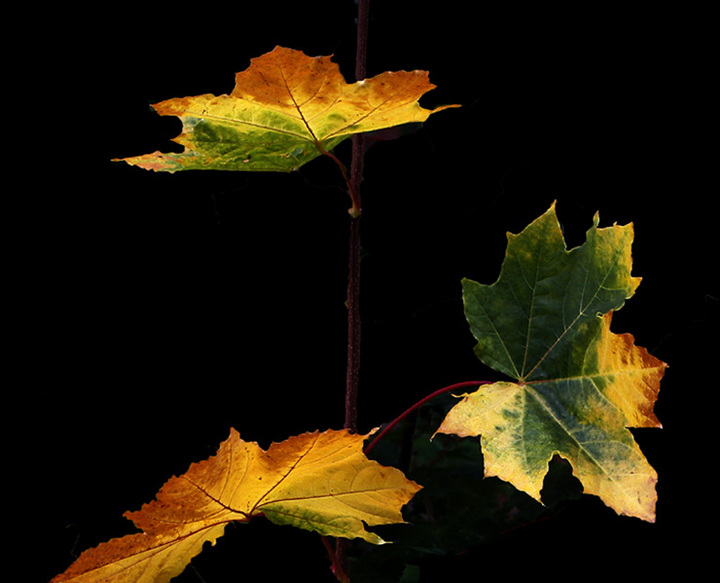Leaves #34