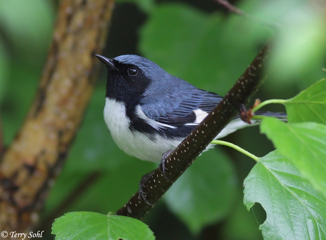 B.Throated Blue Warbler