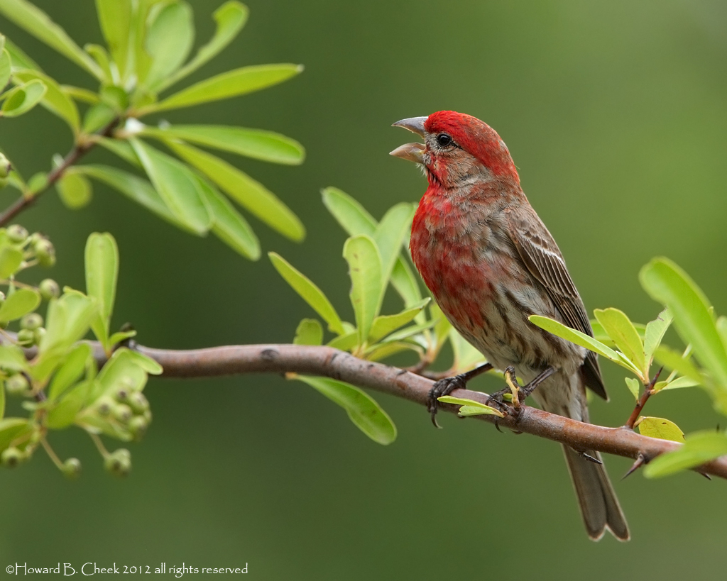 Firethorn Finch
