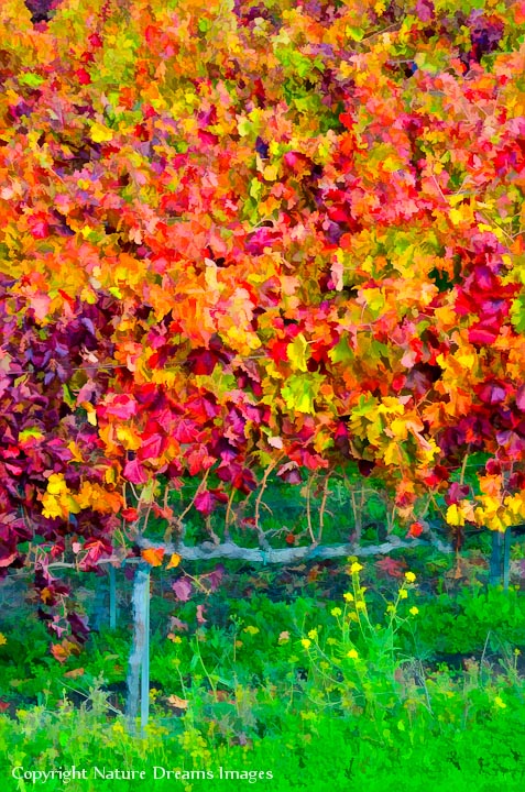 Vineyard Impressions #62