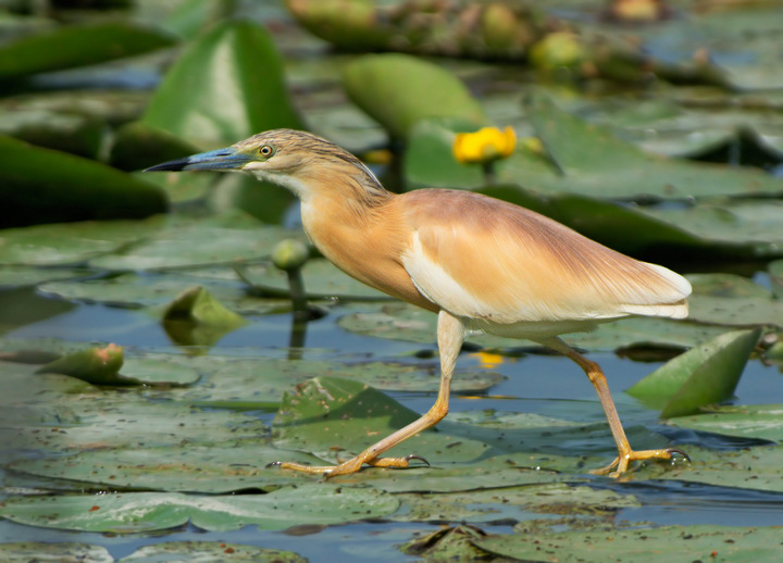 Squacco Heron