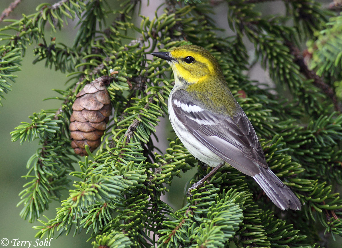 Warbler and Spruce Cone