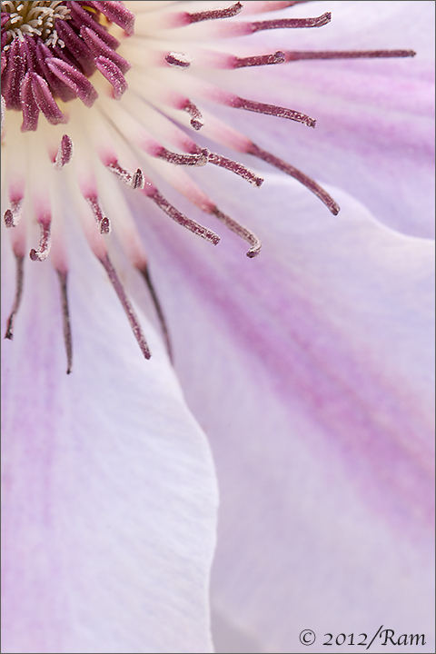Clematis 1