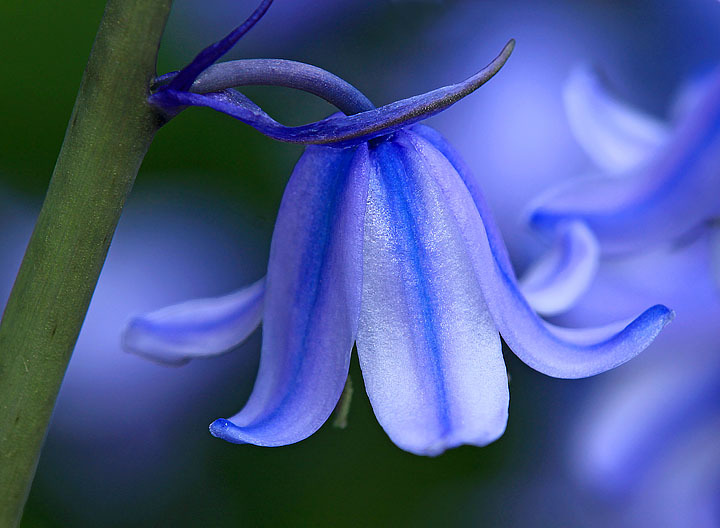Blue haze 2