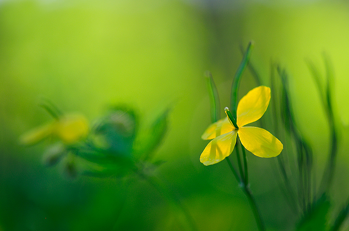 Celandine