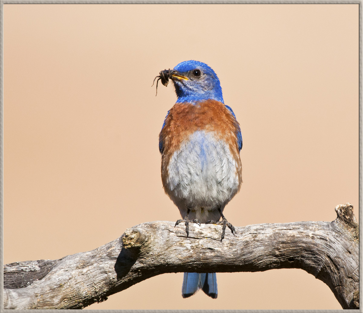 BB with Prey