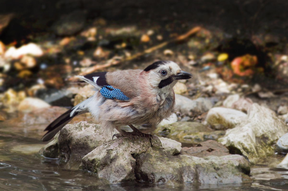Jay