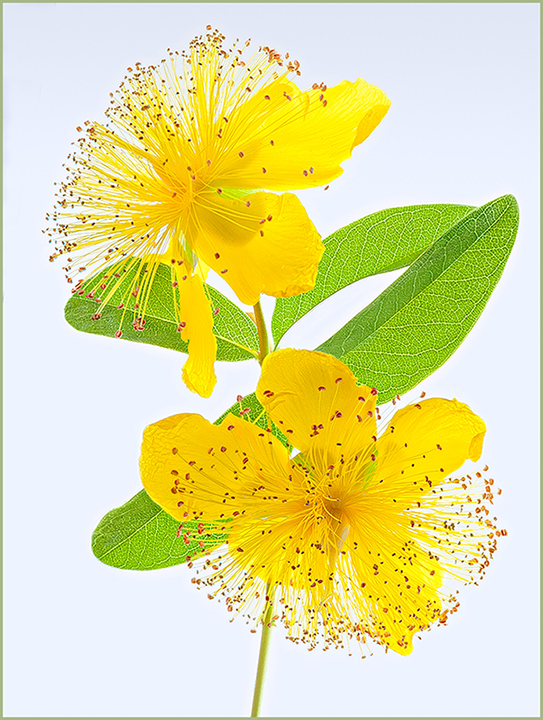 Golden Hypericum