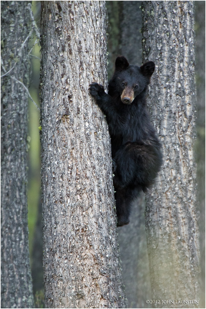 Fuzzy Wuzzy