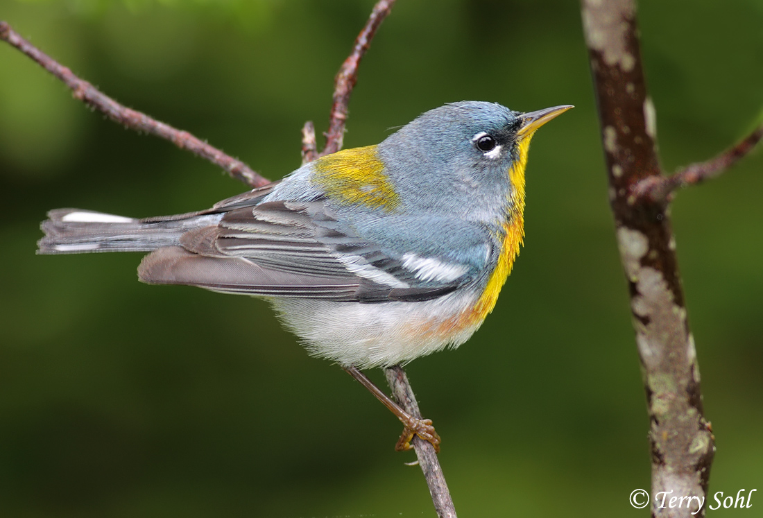 Northern Parula