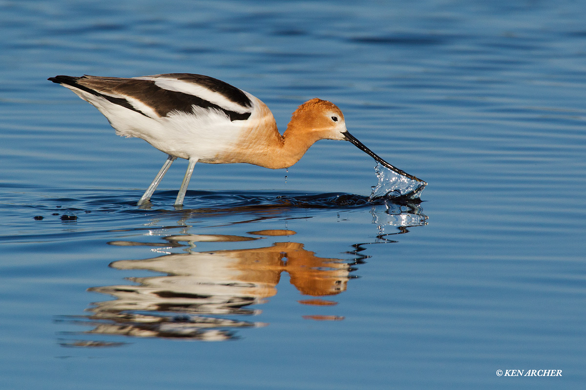 American Avocet