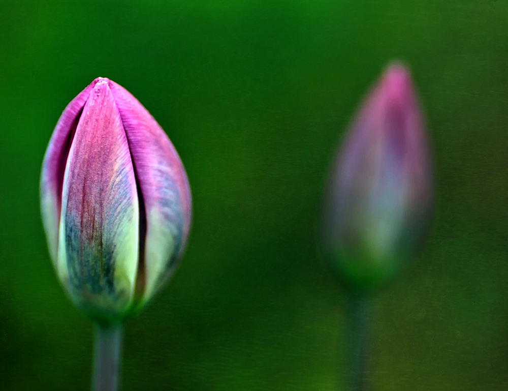 Two Tulips 