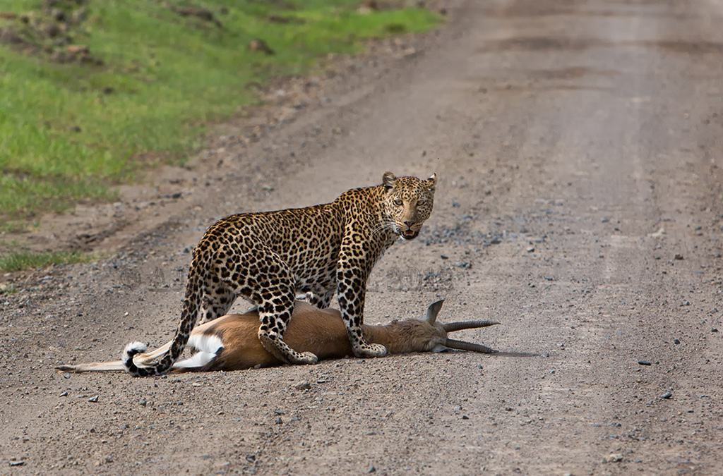 Leopard with kill
