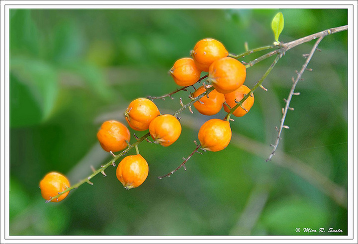 Flora from Malaysia