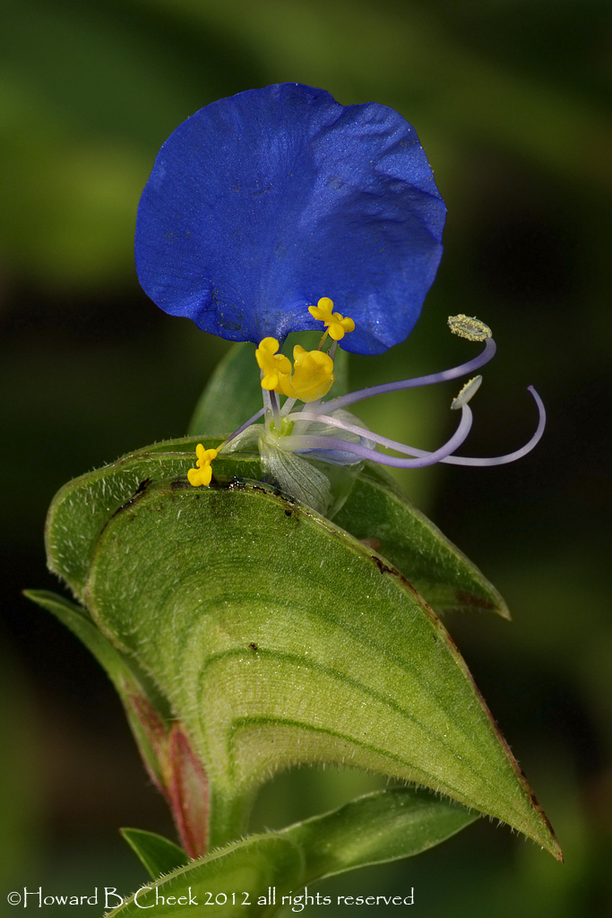Virginia Dayflower