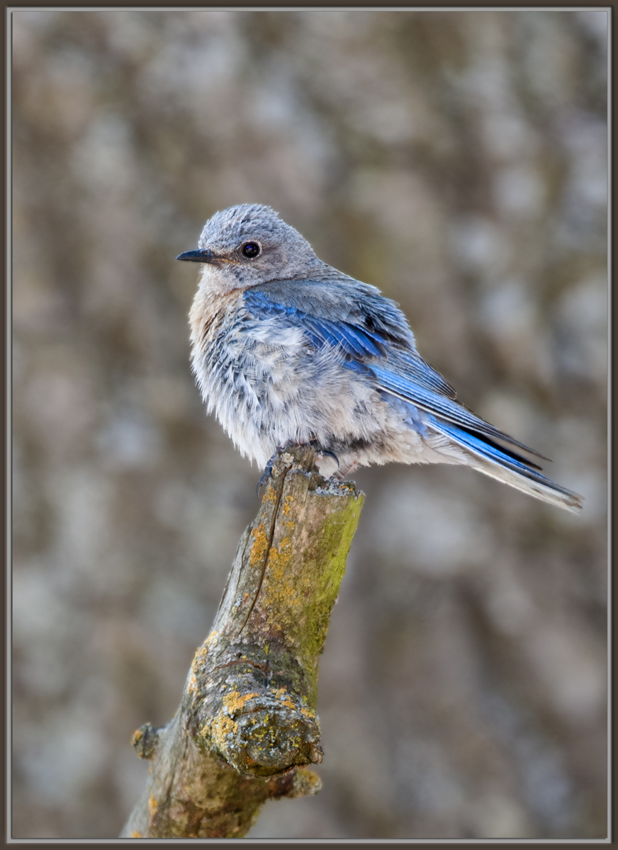 Western BB Fledgling