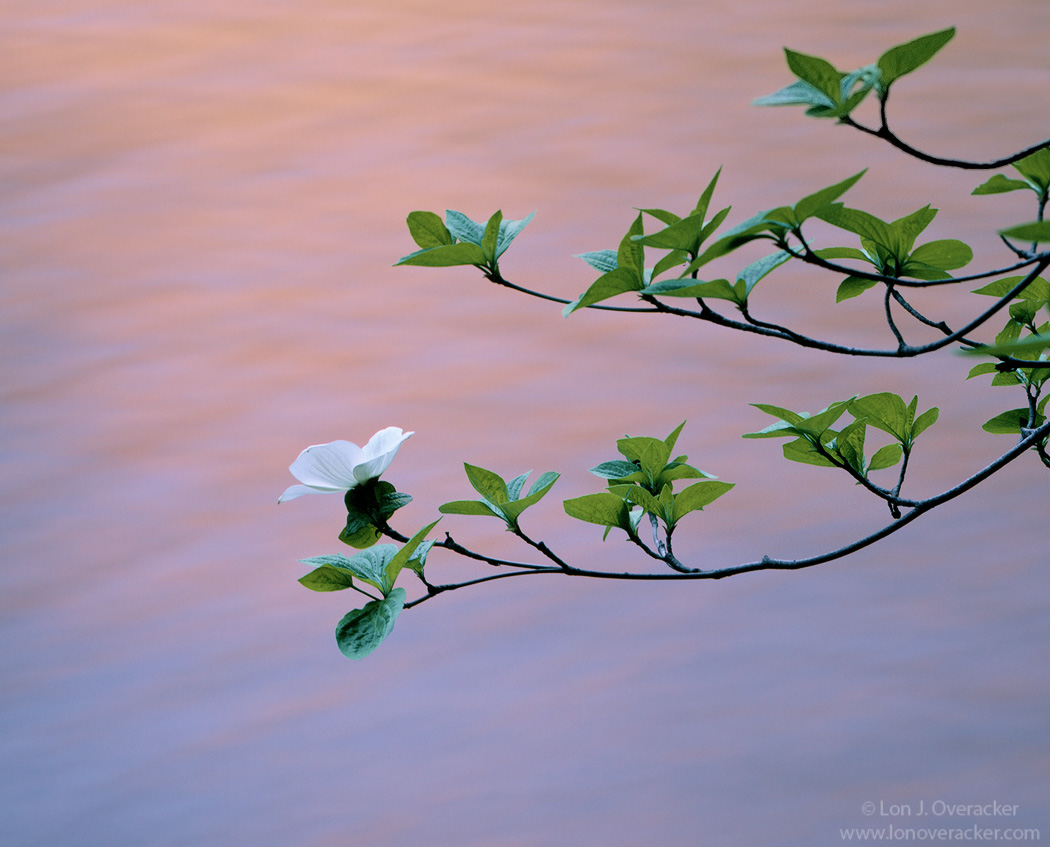 Dogwood Dreamin'