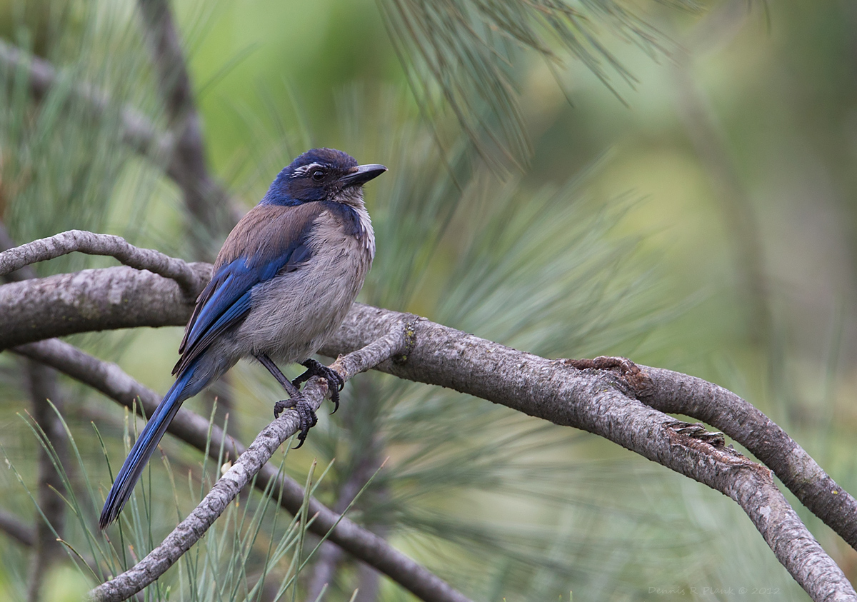 Scrub Jay