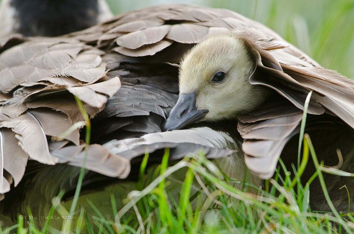 Little Fella