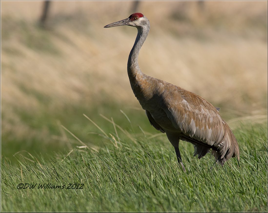 Sandhill Crane