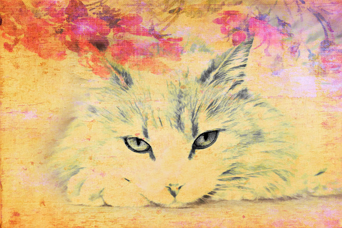 Duchess