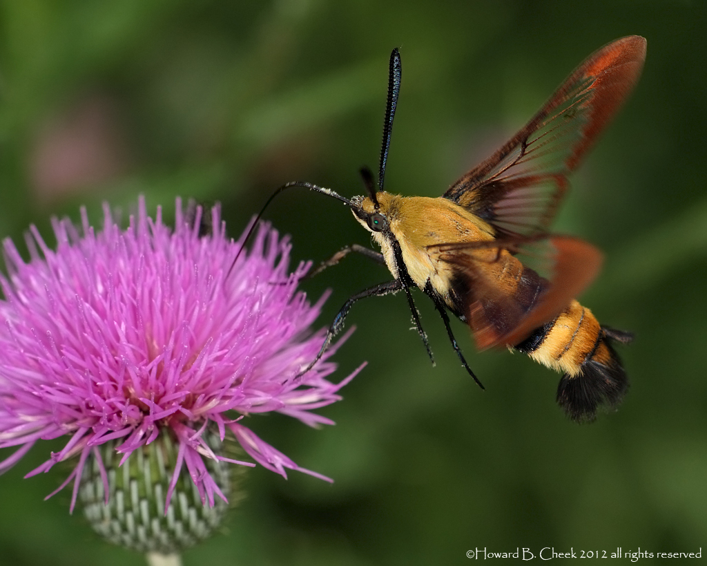 Hummingbird Clearwing II